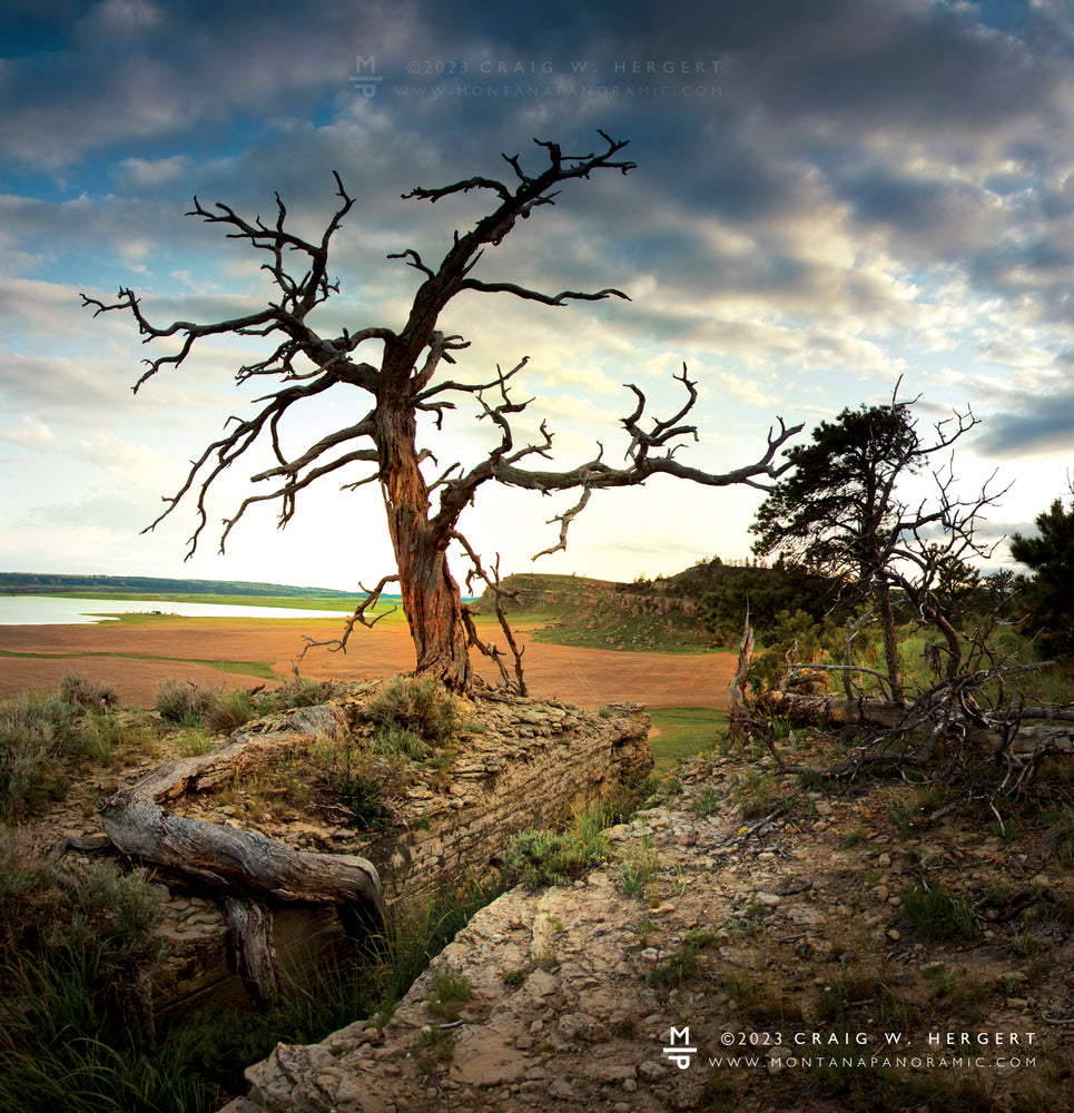 "Original Roots" large format photograph, Deadmans Reservoir - Shawmut, MT