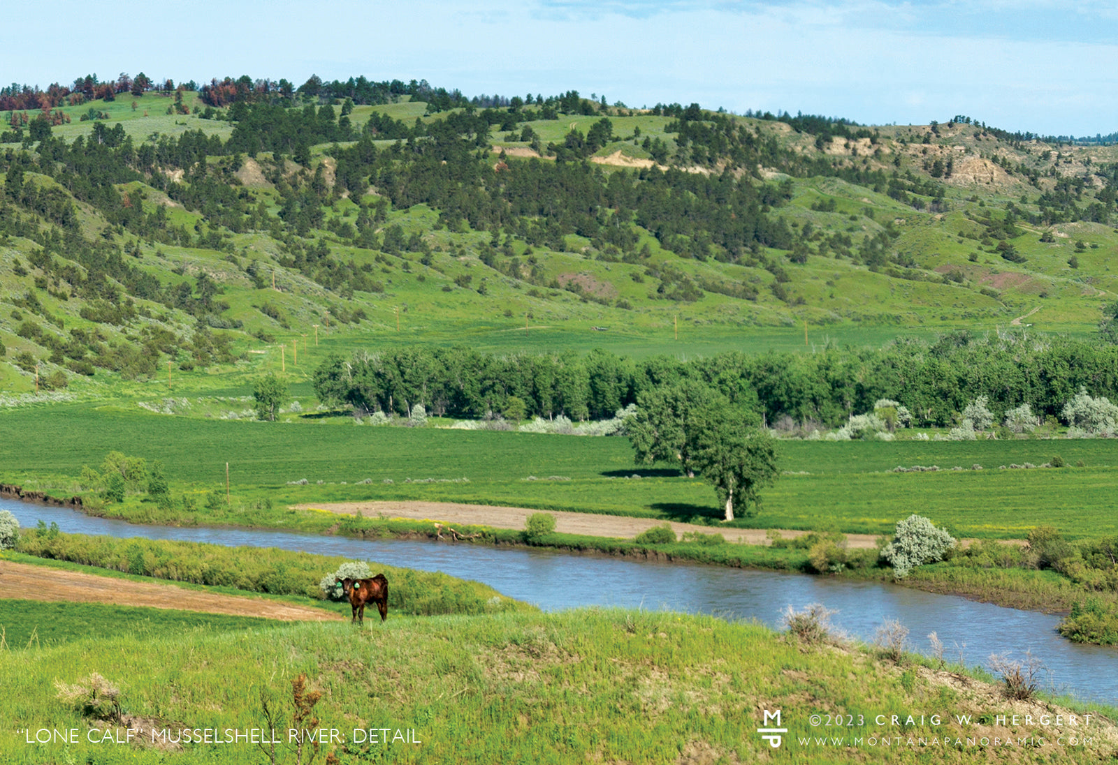 "Lone Calf" Mosby, MT