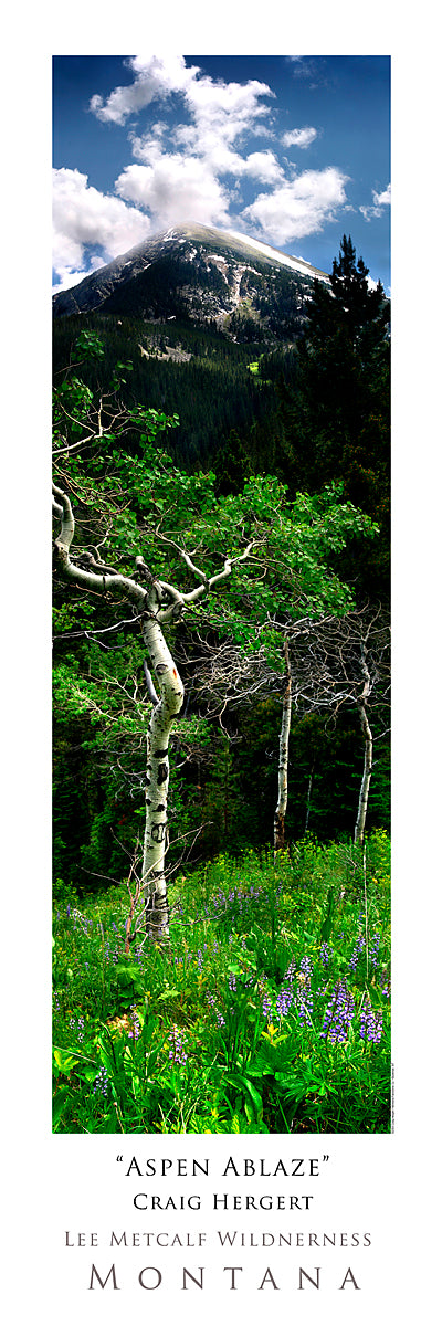 "Aspen Ablaze" - Spanish Peaks, MT - POSTER