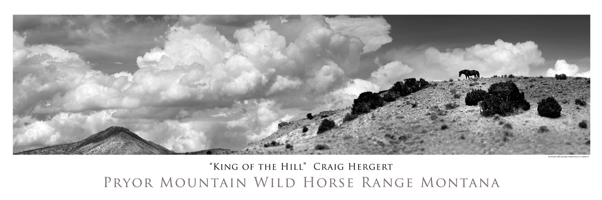 "King of the Hill" - Pryor Wild Horse Range, MT - POSTER