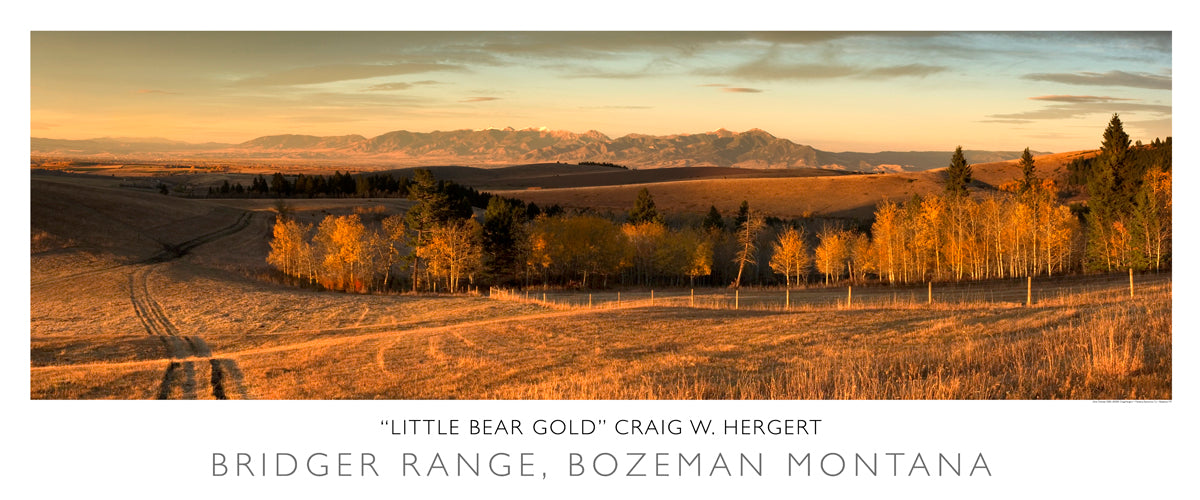 "Little Bear Gold" - Bozeman, MT - POSTER
