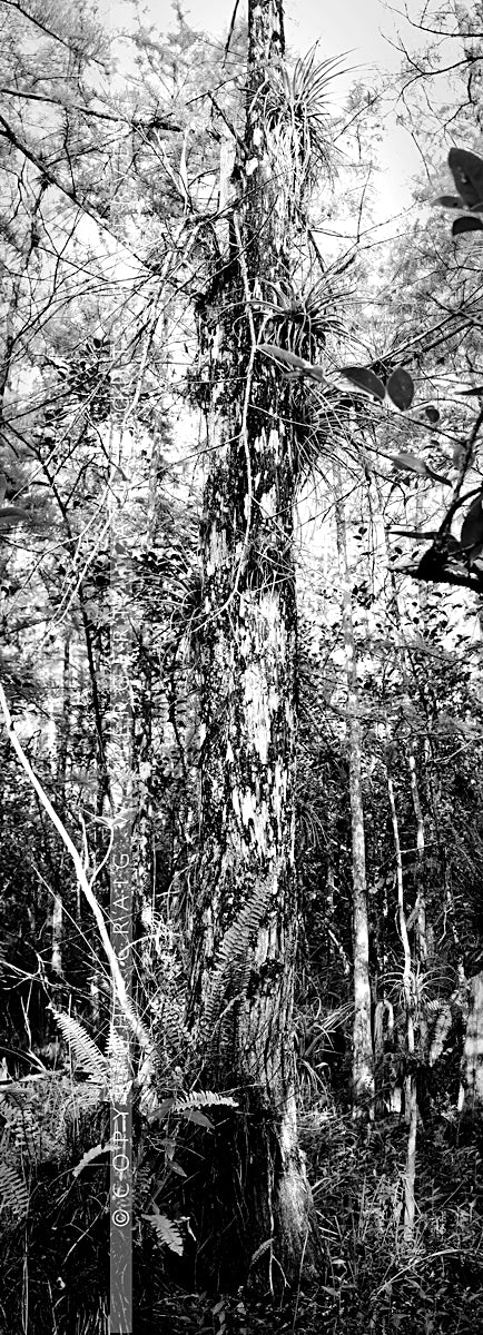 "MG 8682" - Flordia (OE)