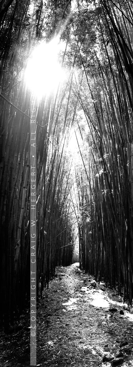 "The Path" - Maui (OE)