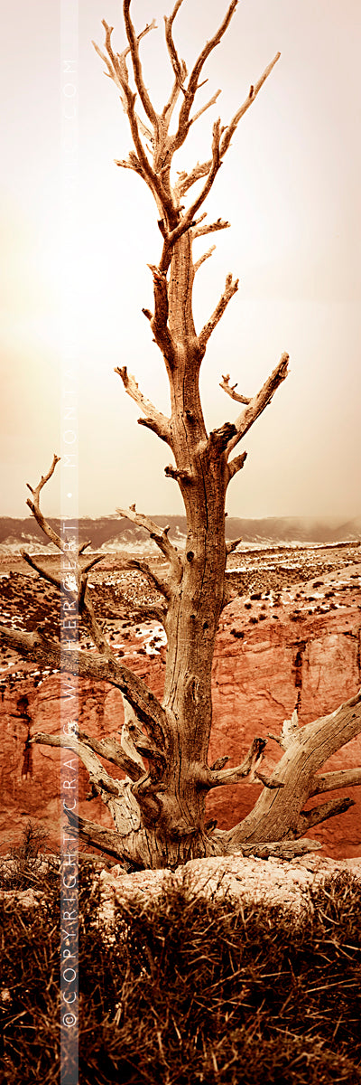 "MG 2522" - Bighorn Canyon (OE)