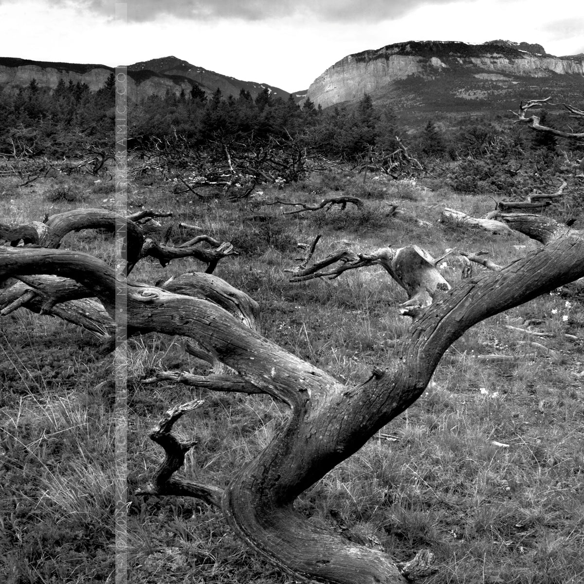 "MG 6048" - Blackleaf, MT (OE)