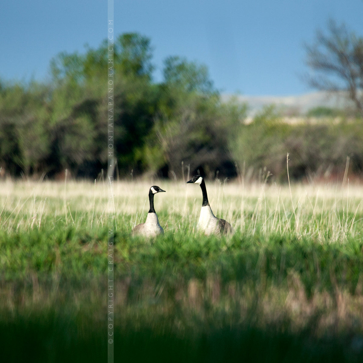 "MG 5650" - Bighorn River, Fort Smith  (OE)