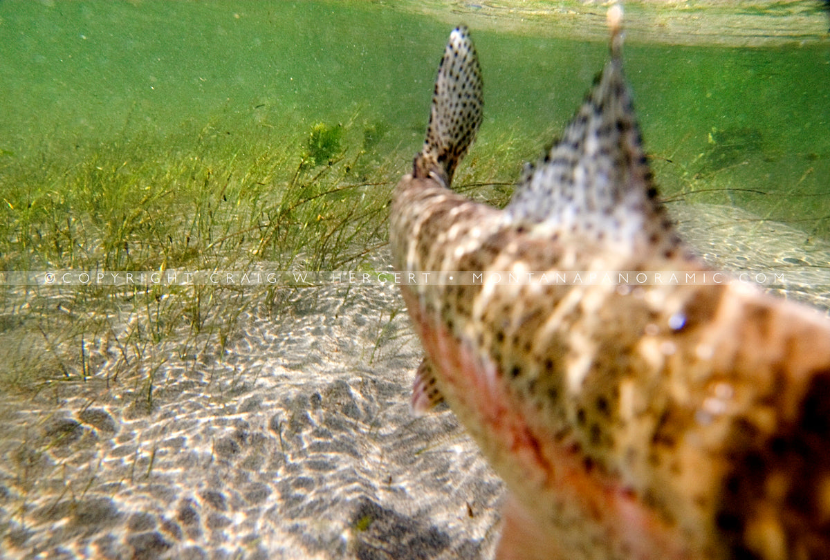 "IMG 3593" - Bighorn River (OE)