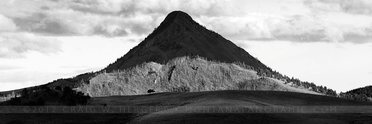 "Lone Tree" - Augusta, MT