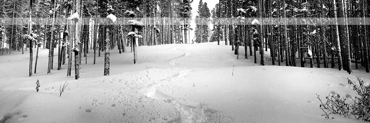 "Gun Smoke" Great Divide, Helena (OE)