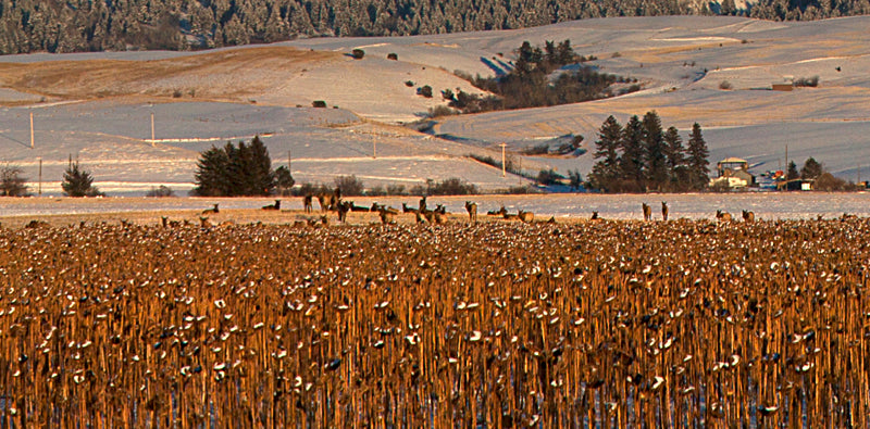 "Winter Pasture, Bridger Range #1"- Springhill (OE)