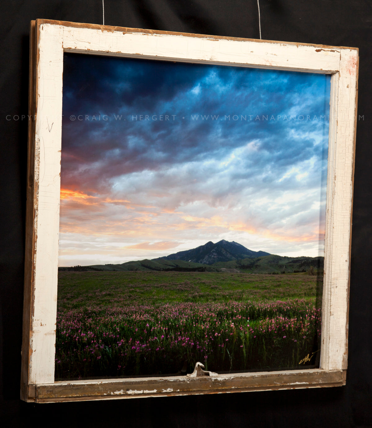 “Fort Ellis Bloom" Bozeman, MT