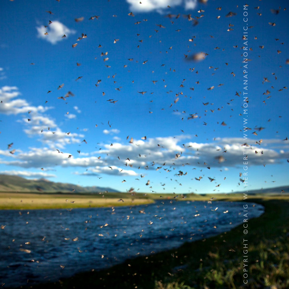"Collection #3436 -Madison Caddis Hatch 2" (OE) Ennis, MT