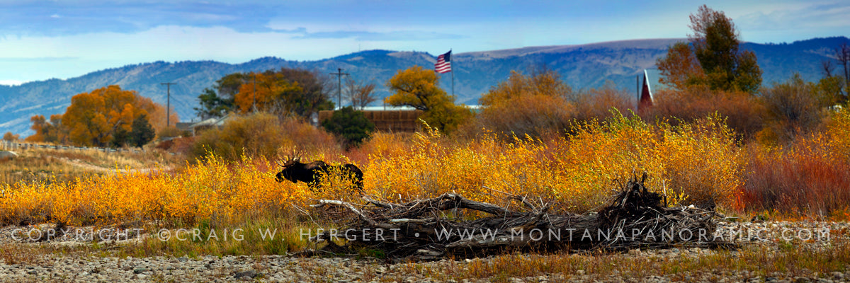 "American Moose" - Jefferson River, MT (OE)