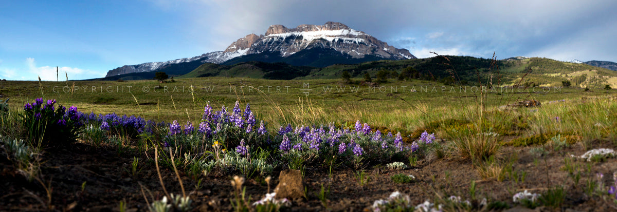 "Sun River Lupine" - Augusta, MT