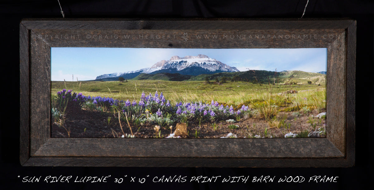 "Sun River Lupine" - Augusta, MT