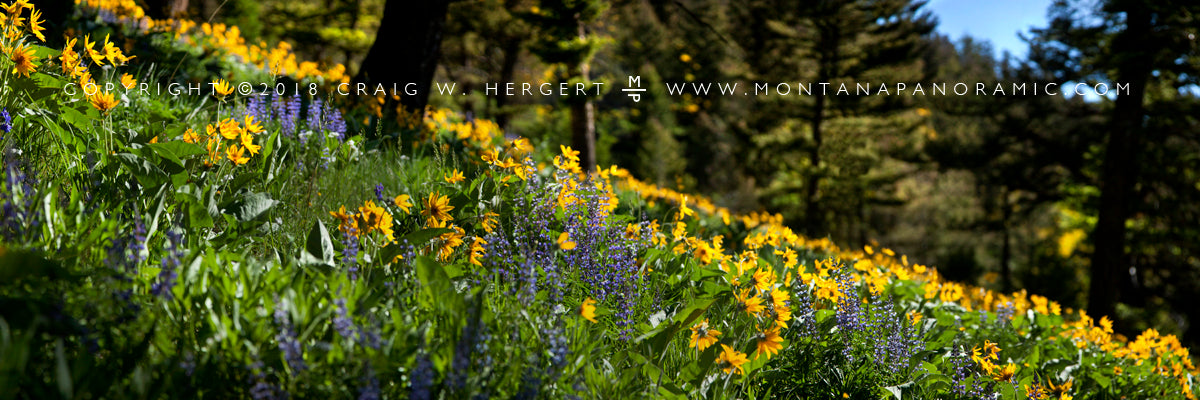 "Lupine and Balsamroot #1" - Gallatin Range- MT