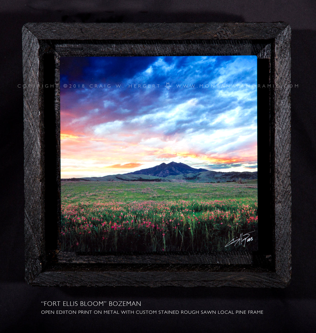 “Fort Ellis Bloom" Bozeman, MT