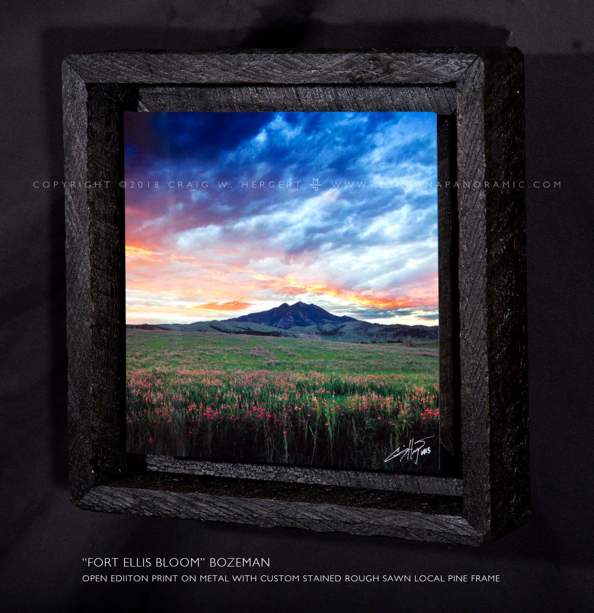 “Fort Ellis Bloom" Bozeman, MT
