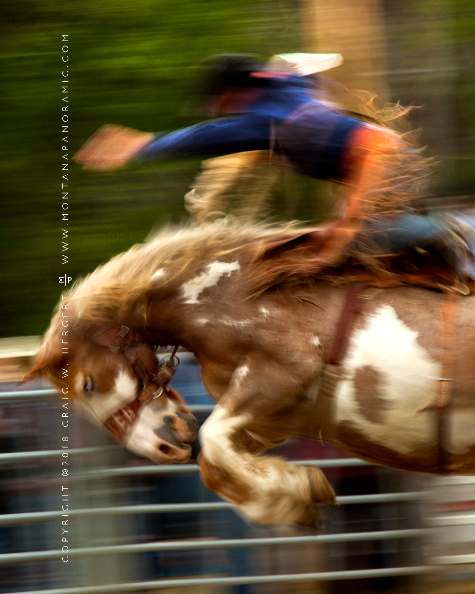 "Rodeo series #9130" - Augusta (OE)