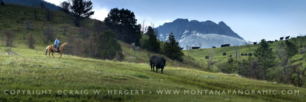 Moving cows in the Paradise valley photo by Craig Hergert