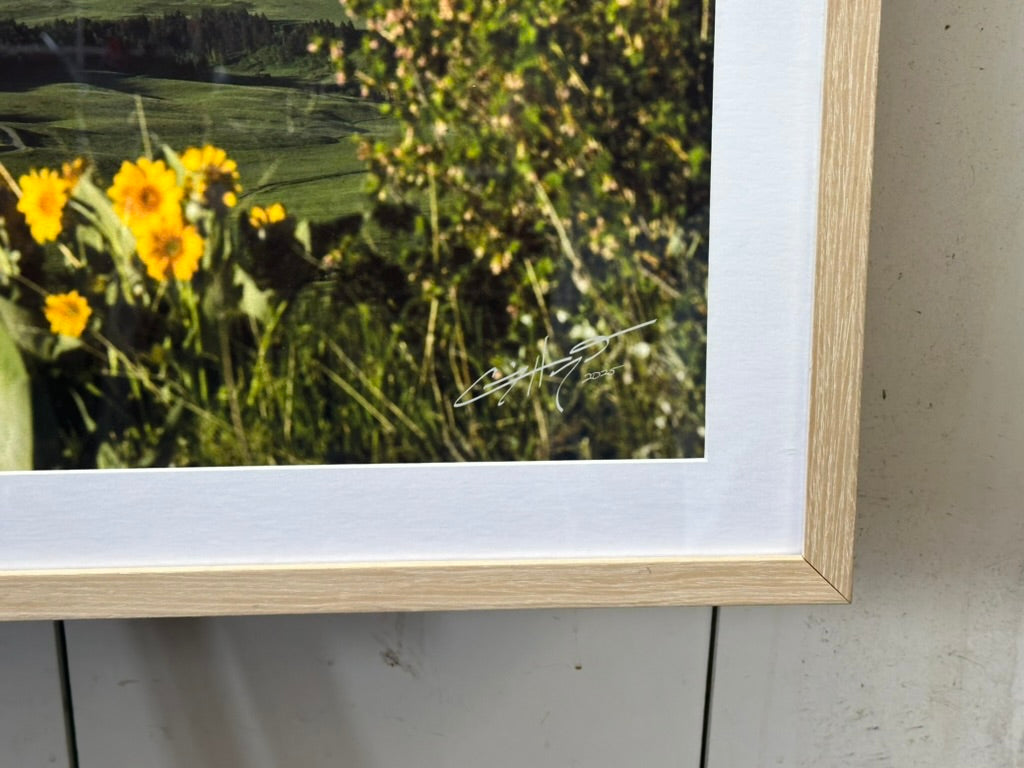 "Spanish Balsamroot" - 45" x 15" Custom Framed open edition paper print