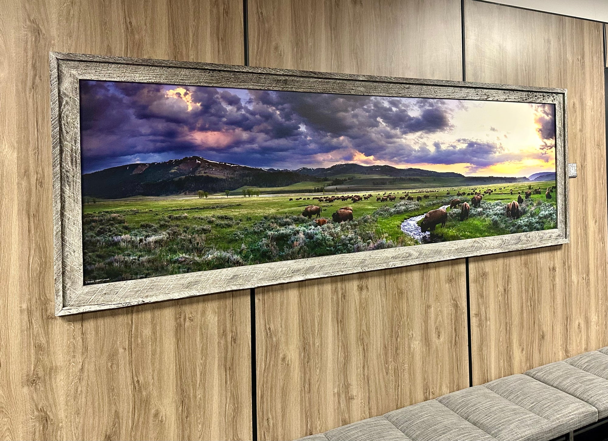 "Calving Season-Lamar" - Framed 102" x 35" Limited Edition Canvas with whitewashed barn wood frame