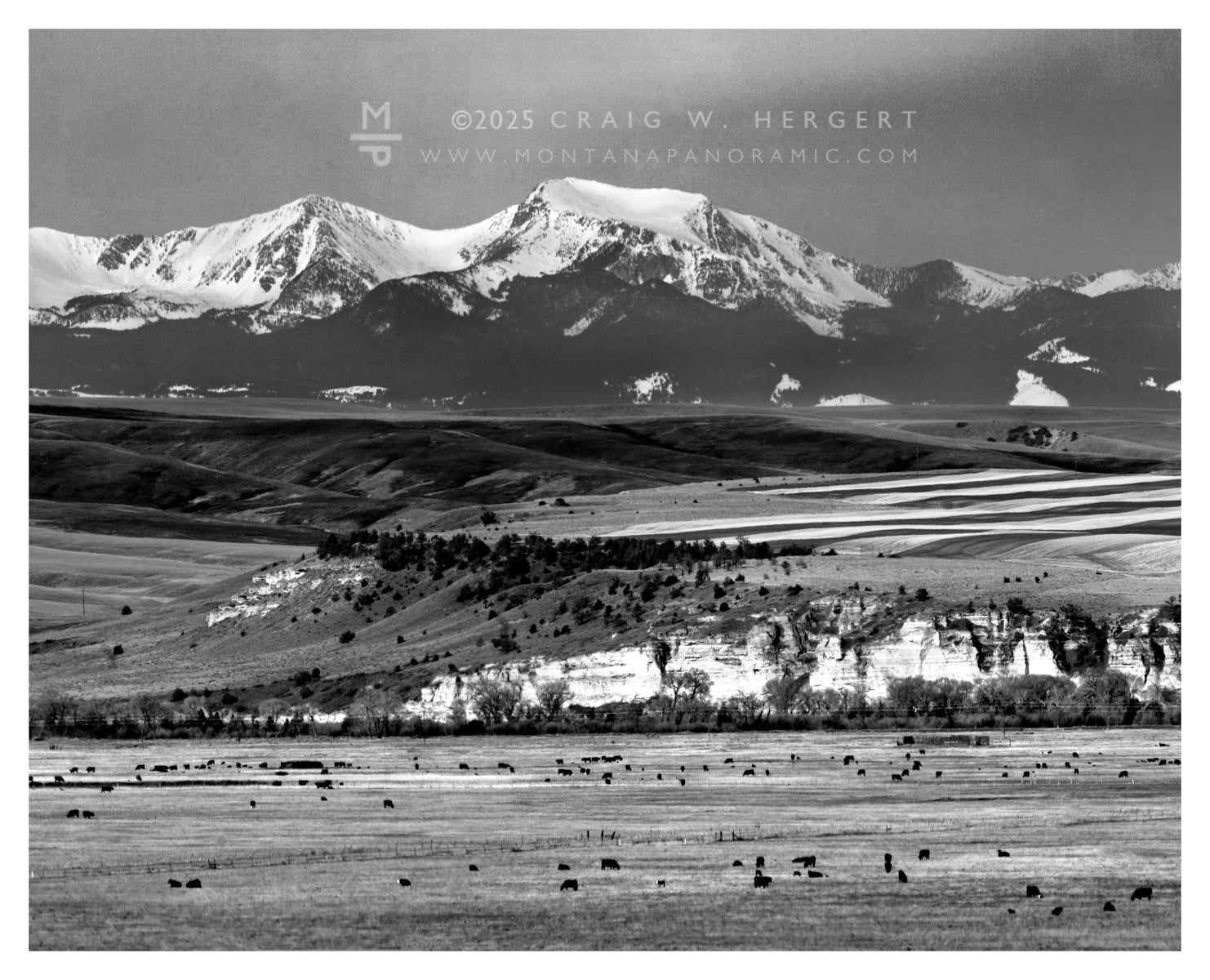 "Calving Season - Tobacco Roots" Madison River - custom cropped size