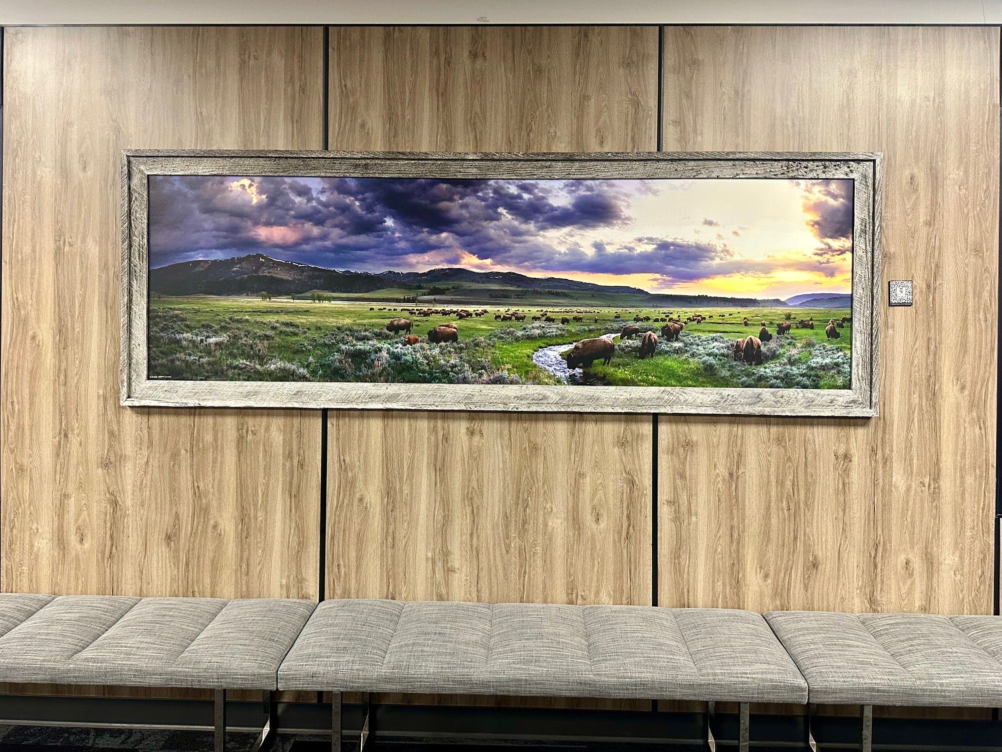 "Calving Season-Lamar" - Framed 102" x 35" Limited Edition Canvas with whitewashed barn wood frame