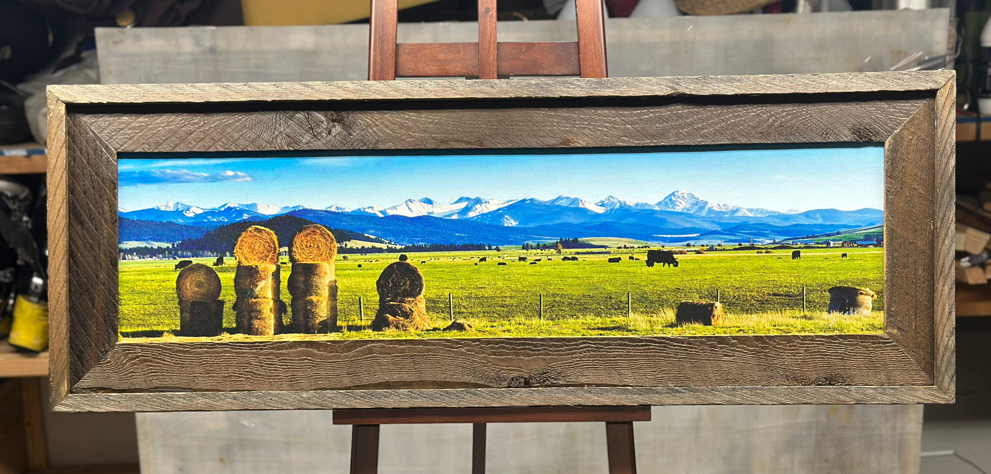 "Calving Season - Flint Creek" - Philipsburg, MT