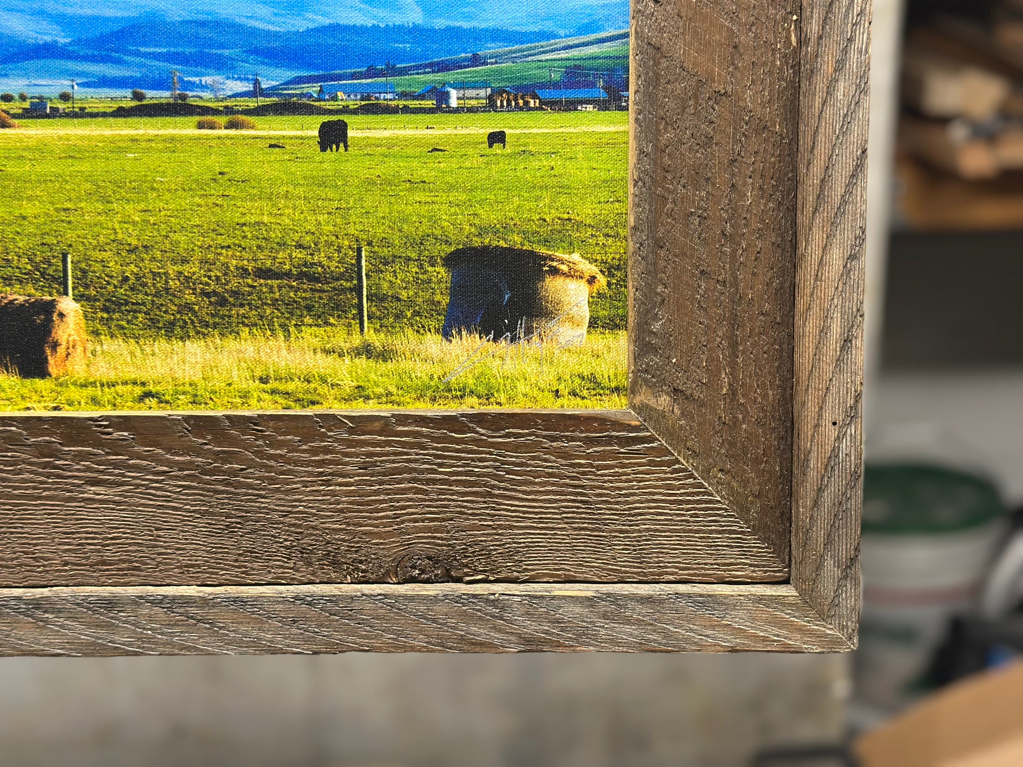 "Calving Season - Flint Creek" - Philipsburg, MT