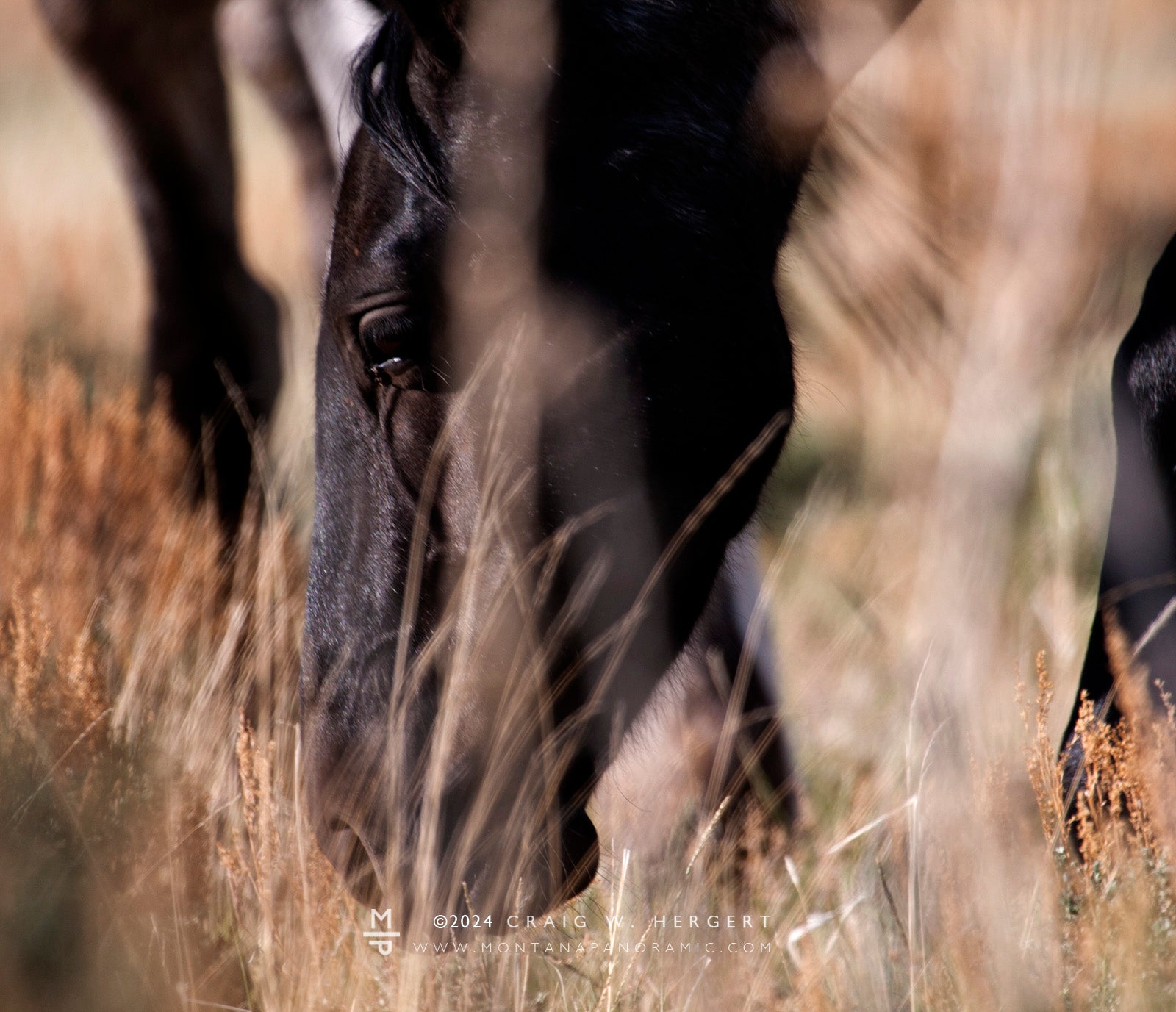 "4 Dot Family" -Pryor Mountain Wild Horse Range, MT