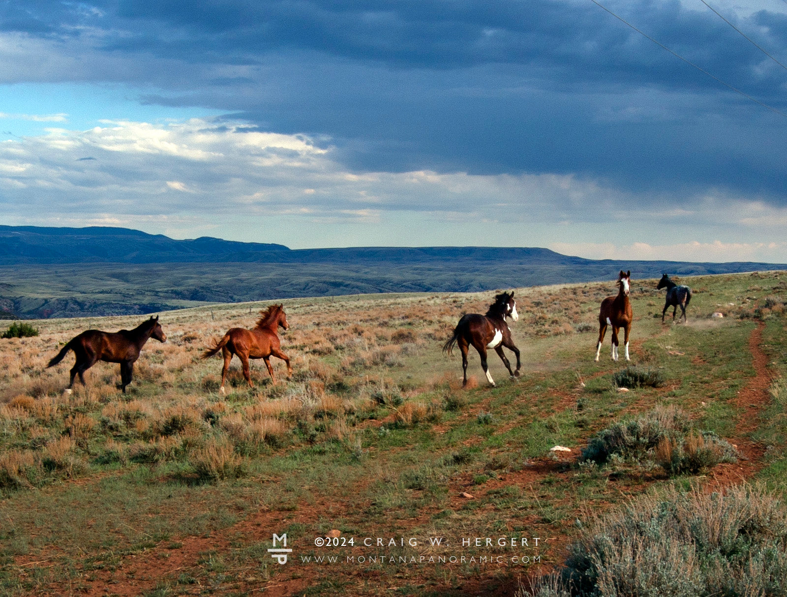 "4 Dot Family" -Pryor Mountain Wild Horse Range, MT