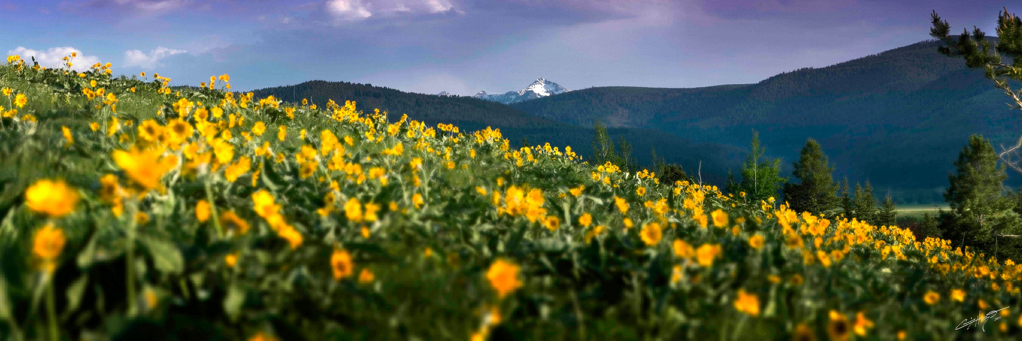 "Blackmore Spring" - Bozeman, MT