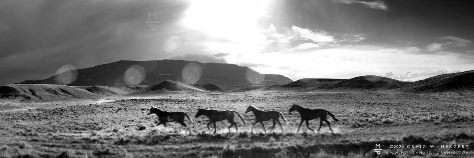 "4 Dot Family" -Pryor Mountain Wild Horse Range, MT