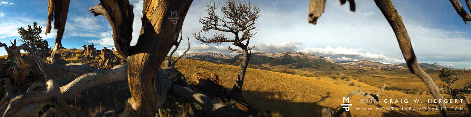 "Limber Pine Study #7" Augusta, MT