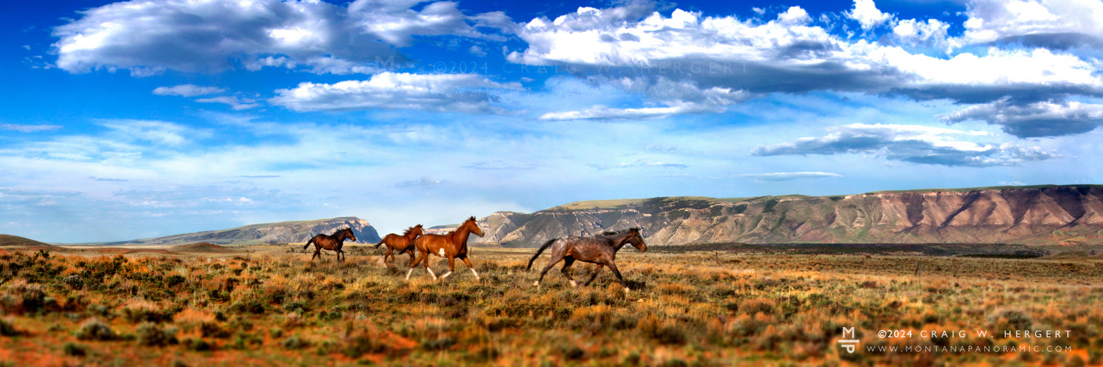 "Running Room" - Pryor, MT