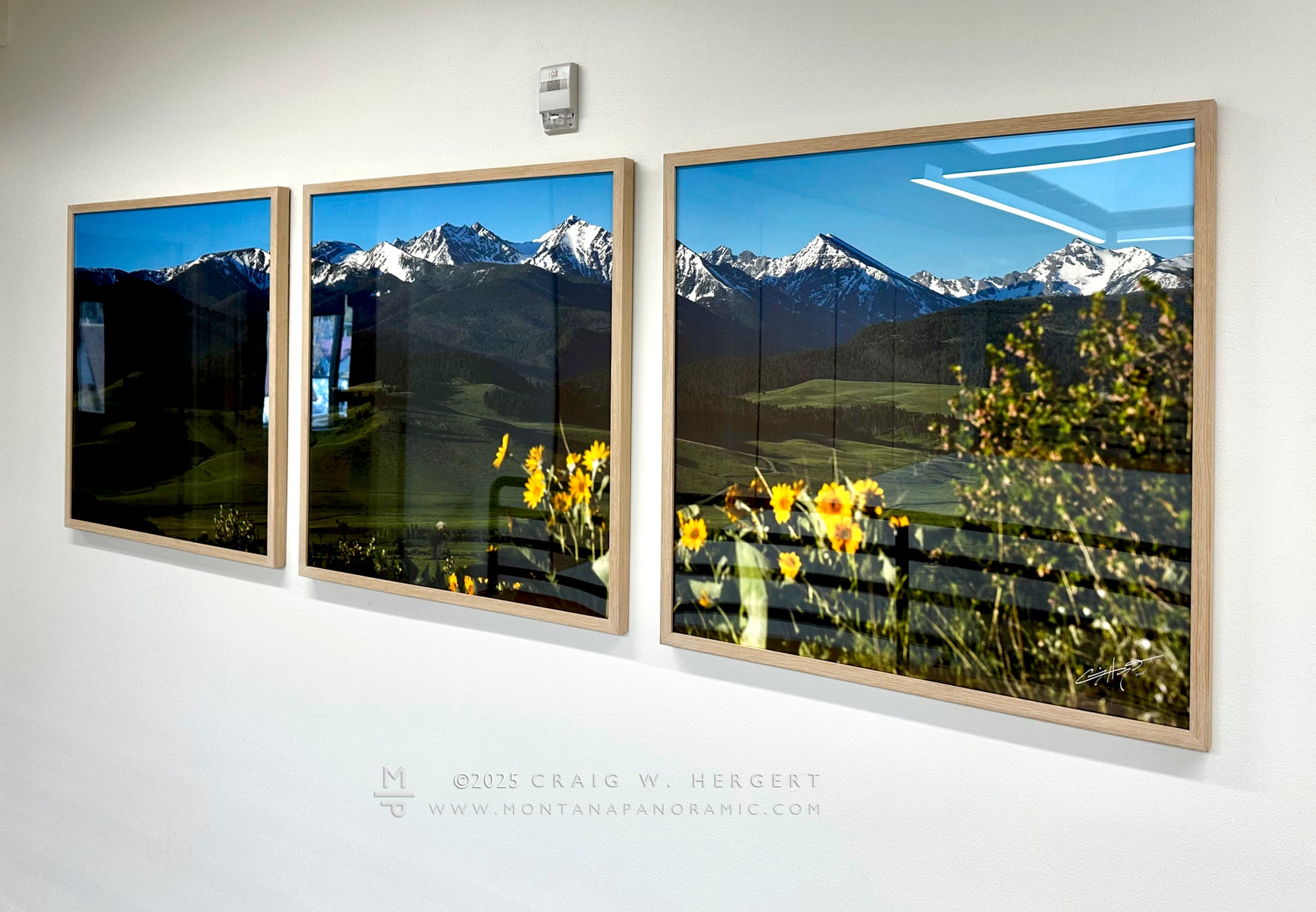 "Spanish Balsamroot" - 90" x 30" Custom Framed Triptych open edition paper print - framed (Copy)