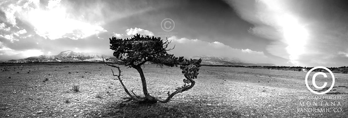 "Hardy Pine" - Choteau, MT