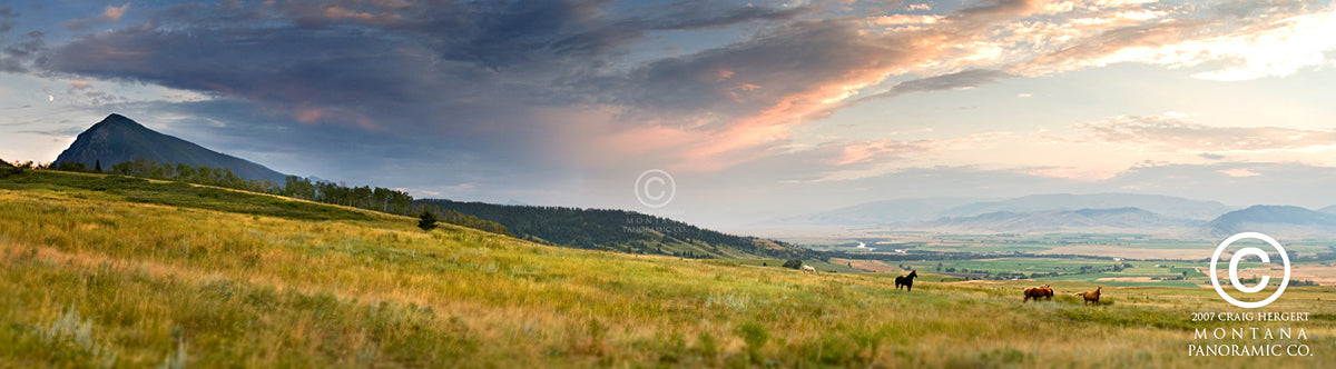 "Summer Pasture" - Livingston, MT