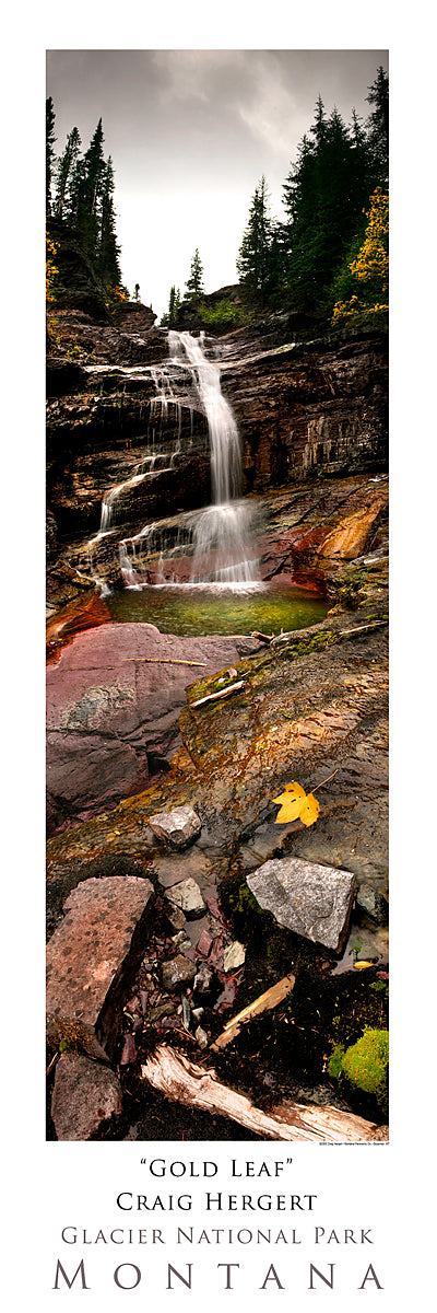 "Gold Leaf" - Glacier National Park, MT - POSTER