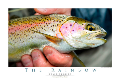 "The Rainbow" - Montana Trout Series - POSTER