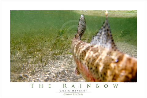 "The Rainbow" #3 - Montana Trout Series - POSTER
