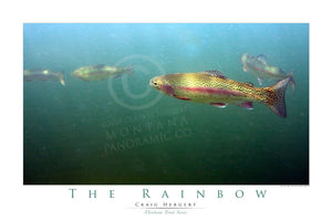 "The Rainbow" #2 - Montana Trout Series - POSTER