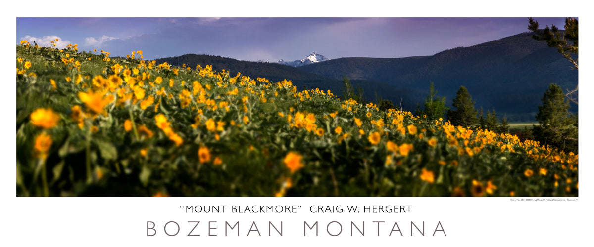 "Blackmore Spring" - Bozeman, MT - POSTER