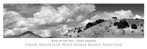 "King of the Hill" - Pryor Wild Horse Range, MT - POSTER