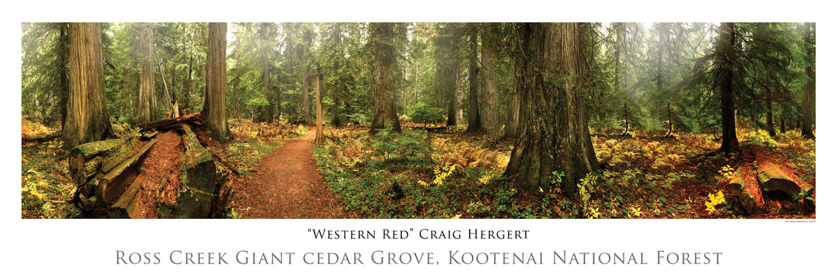 "Western Red" - Kootenai National Forest, Libby, MT - POSTER