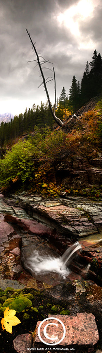 "Fall Gold" - Glacier N.P., MT (OE)