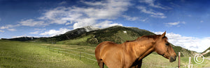 "Mr. M" - Bozeman, MT (OE)