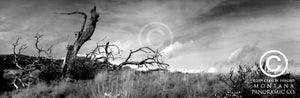 "Time Shift" - Bozeman, MT (OE)