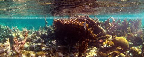 "Belize Reef Pan 1" - Belize (OE)